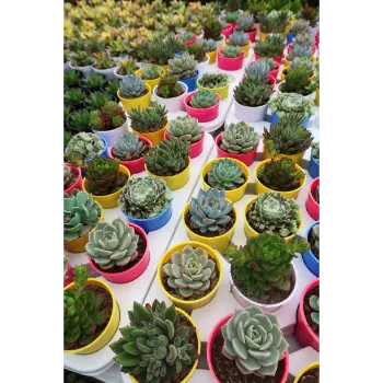 Natural Succulent Plant